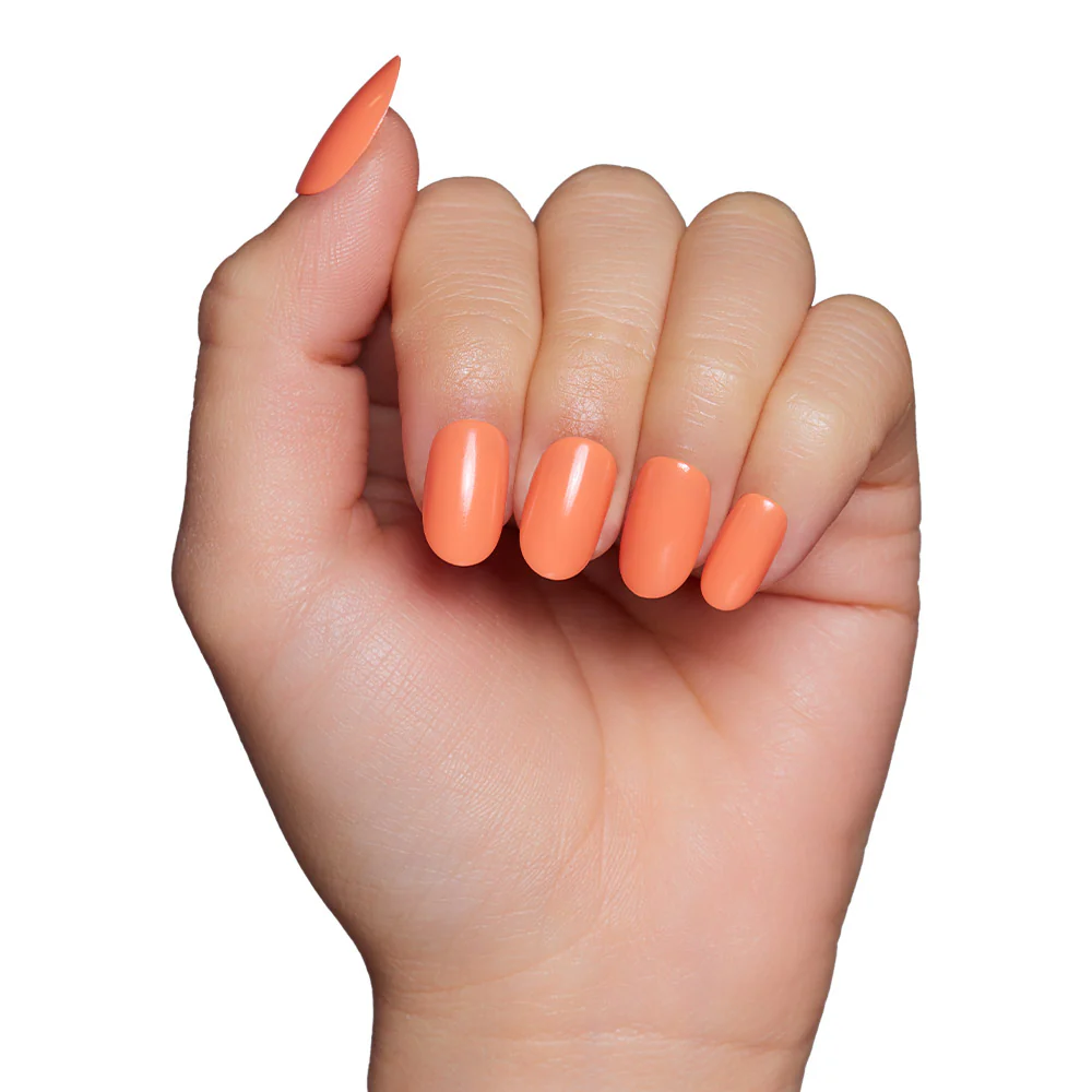 Apricot - Image 6